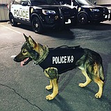 K-9 Chief gets protection