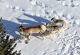 Reflecting on 40 years since wolves were reintroduced in Yellowstone