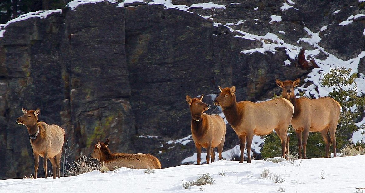 Scientists have shown that a &#145;landscape of fear&#146; does not keep Yellowstone elk from using risky habitats where wolves kill them. Elk use nightly lulls in wolf activity to safely access dangerous areas. (Photo by CHAD WILERMUTH)