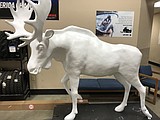 No moose ... OK, two moose left behind