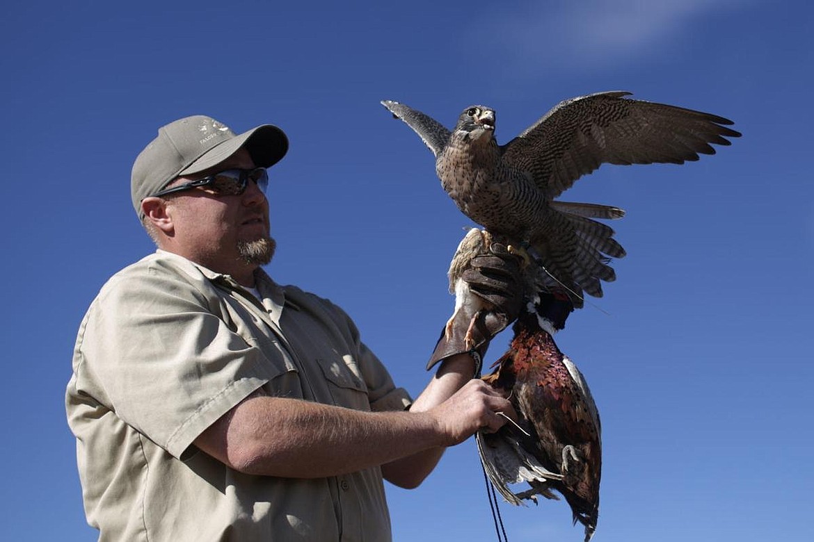 Photos/John Roark, Idaho Falls Post Register
Kenley Christensen prepares to put his gyr peregrine falcon hybrid away after flying it to hunt a rooster pheasant during the annual Idaho Falconers Association meet-up in Arco on Friday. &#147;My middle school principal had a goshawk and I thought it was cool,&#148; said Christensen, a falconer by trade. &#147;My parents thought it was a fad and 30 years later I&#146;m making a living doing it.&#148;