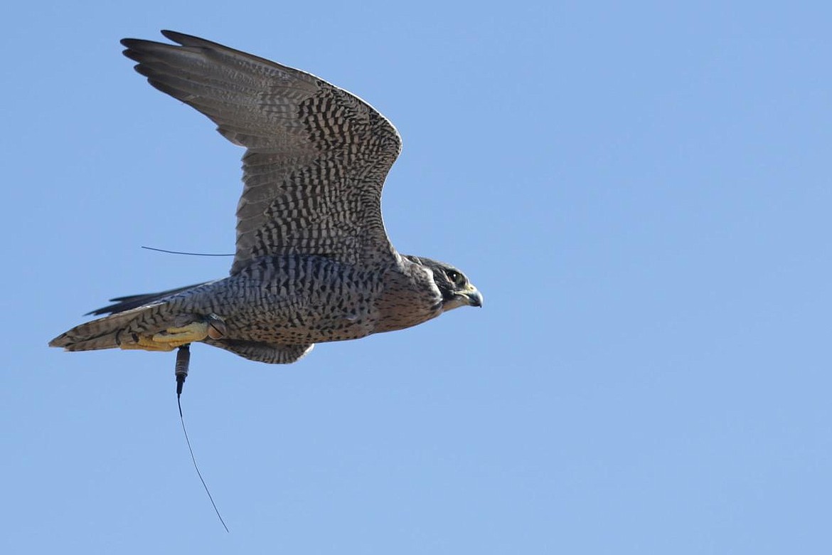 Kenley Christensen&#146;s gyr peregrine falcon hybrid flies during the annual Idaho Falconers Association meet-up in Arco on Friday.