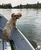 Big cougar, a small dog, a sad ending