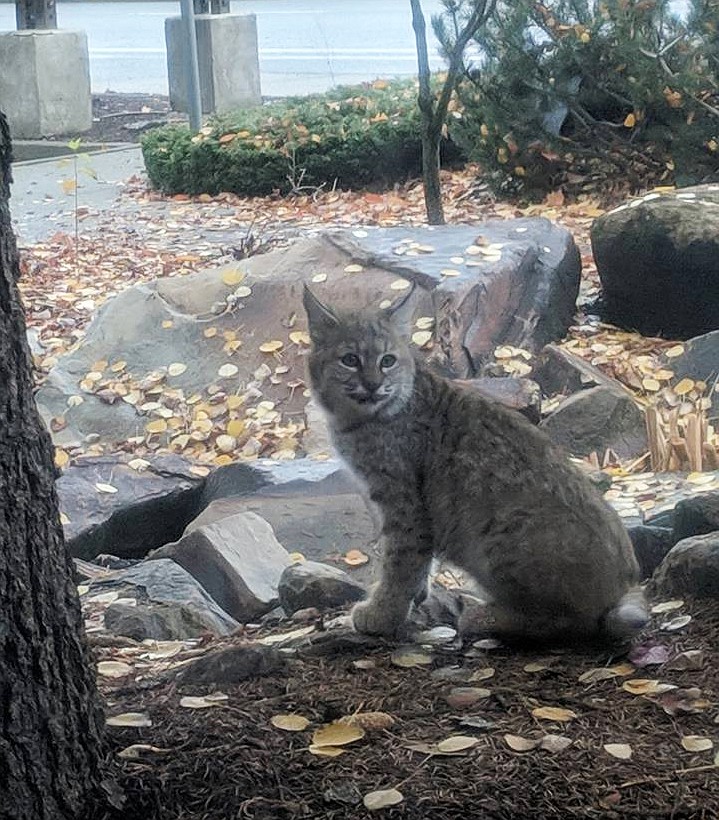 Photo courtesy of Brittany Ott
This juvenile bobcat hunted squirrels on the property of Midtown Salon at 1928 N. Fourth St. in Coeur d&#146;Alene early Thursday, where salon owner Brittany Ott was able to snap a few photos. Officials say small bobcats like this aren&#146;t a threat and should just be left alone. &#147;It just wants to eat little rodents and get fat for the winter,&#148; Ott said.