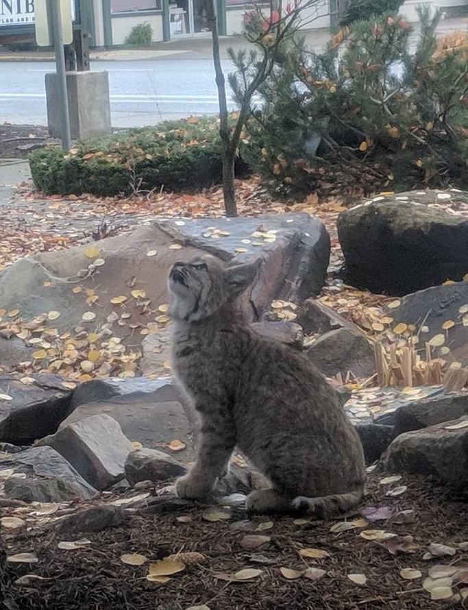 A small, young bobcat visited Midtown Salon in Coeur d'Alene early Thursday, where it hunted squirrels and remained on the property for a few hours. Fish and Game officials don't apply any significance to this visit even though Coeur d'Alene and Post Falls have experienced about four bobcat sightings in the past month or so. (Photo courtesy of Brittany Ott)