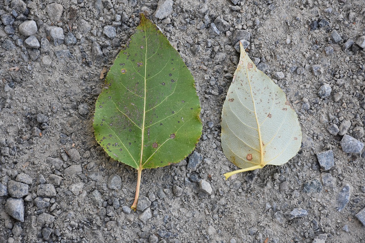 The leaves of a Black Cottonwood tree grow alternately in a pale green shade, with leaf size of 2-2.5 inches in length and width. The leaves are oval to heart shaped. Leaves of mature trees can display a light rust on the side facing the ground.