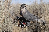 Idaho falconry: Hunting with beak, talons and feathers
