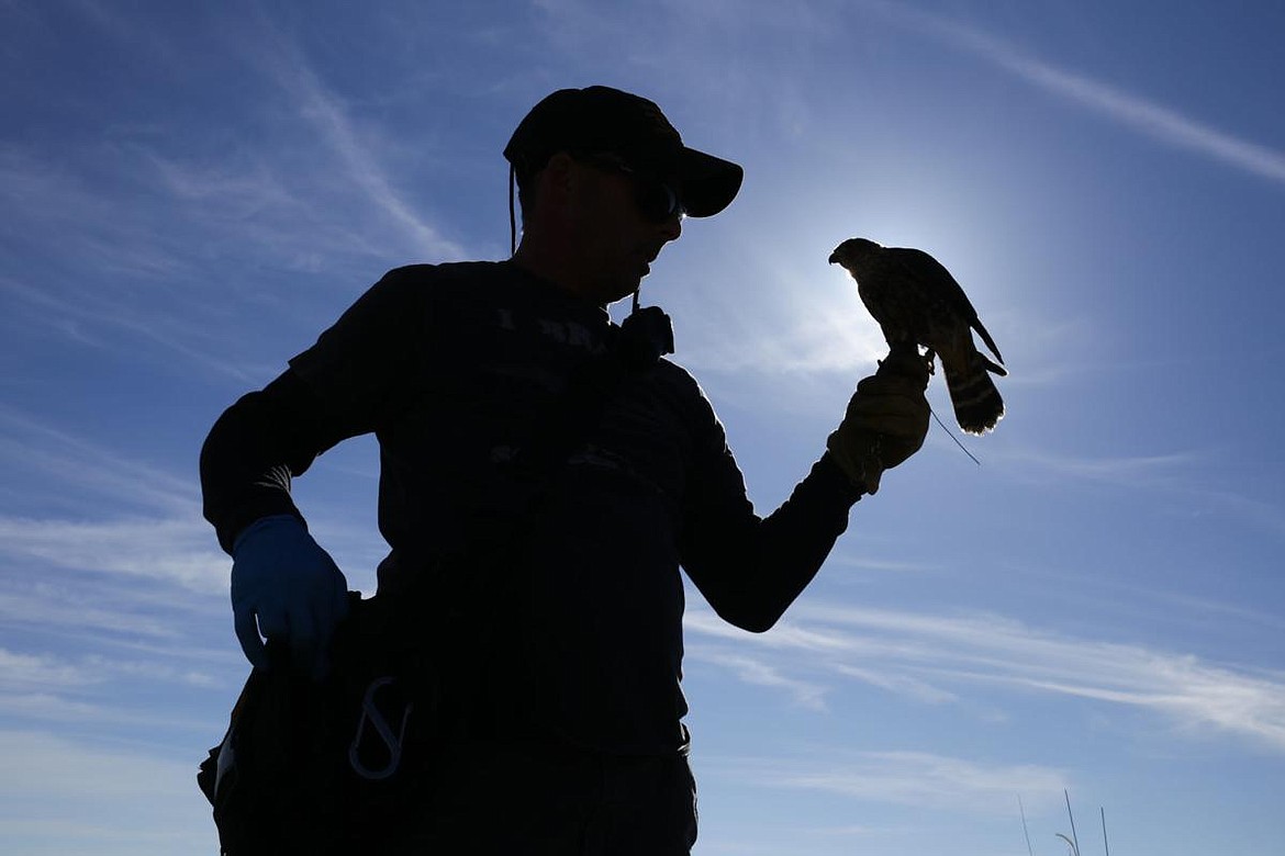 Joe Wilcken prepares to let his Merlin fly during the annual Idaho Falconers Association meet-up in Arco on Friday. Wilcken, who has been flying birds for five years, says it&#146;s just a good way to get outside.