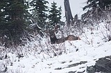 Hunters overall having less success than last year