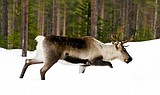 Rare caribou spotted in Northwest Montana