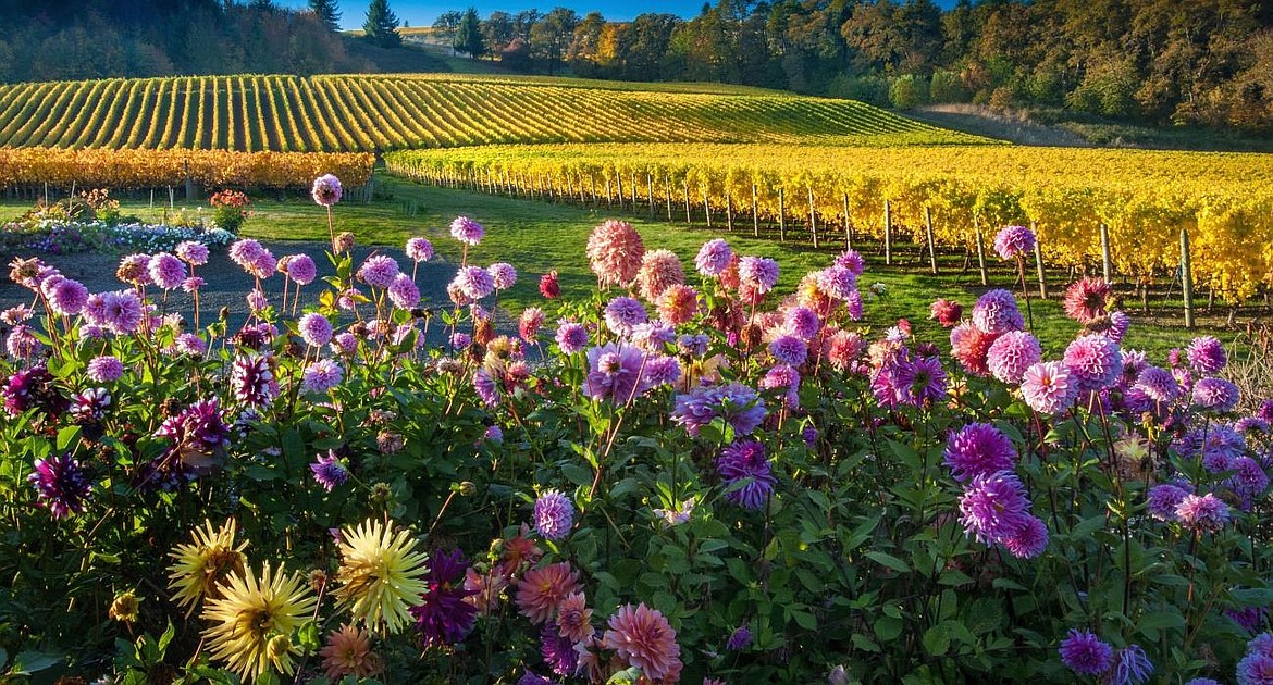 Photo courtesy of BRAND USA
Grapes and flowers flourish in the rich soil of Willamette Valley&#146;s Cristom Vineyards.