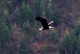 Eagles arrive early in Cd'A