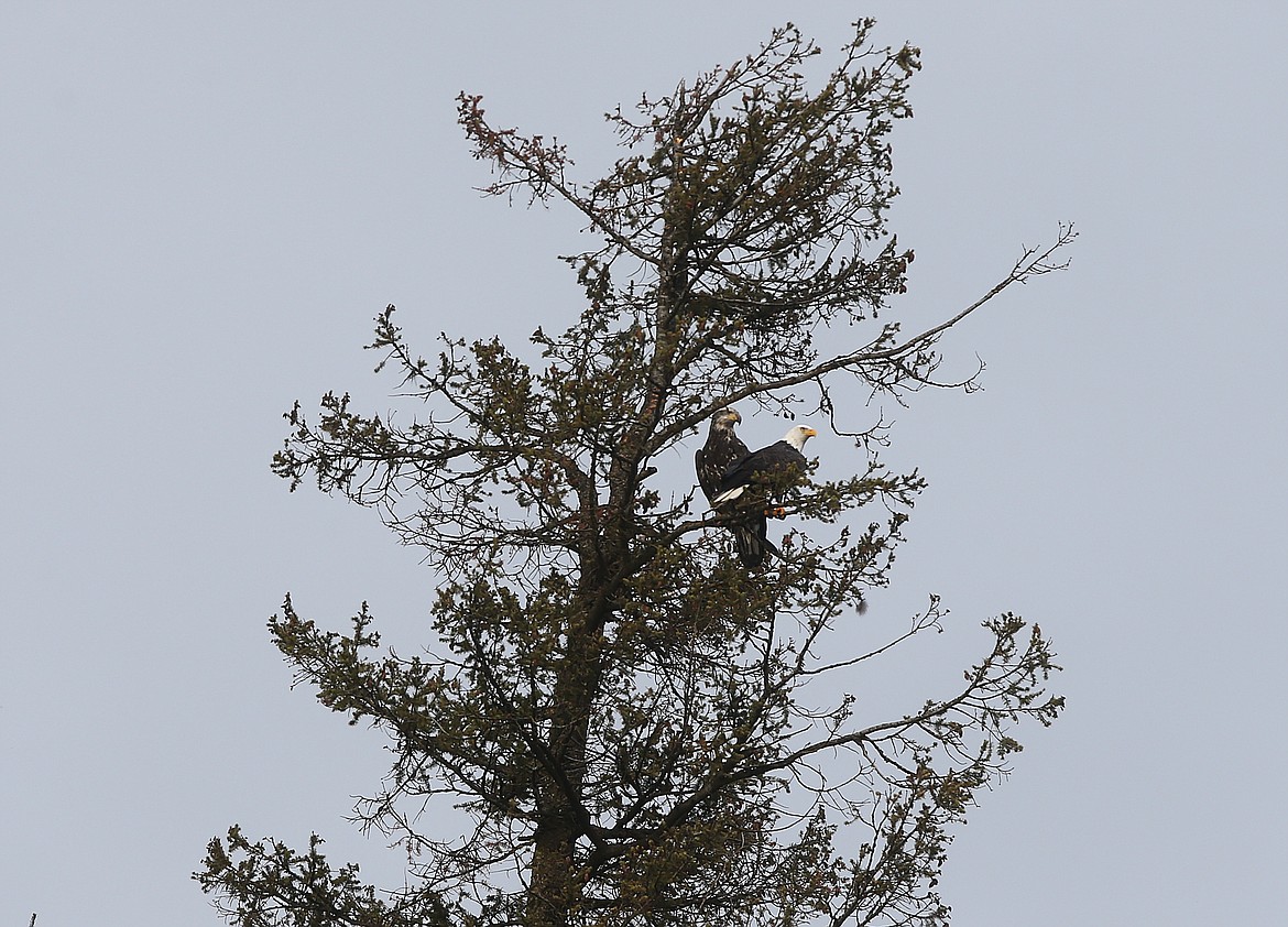 Two bald eagles sit at the top of a tree near Higgens Point Thursday afternooon. (LOREN BENOIT/Press)