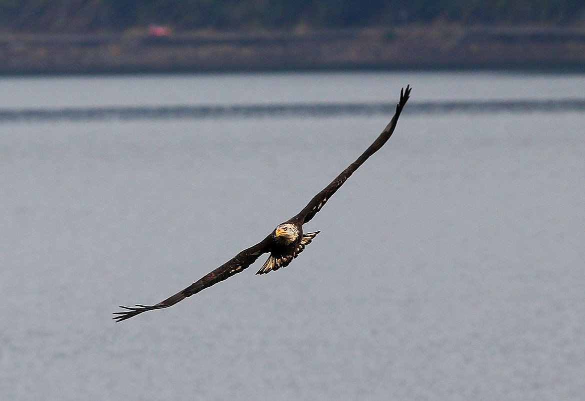 A bald eagle soars through the air looking for Kokanee salmon Thursday afternoon near Higgens Point. (LOREN BENOIT/Press)