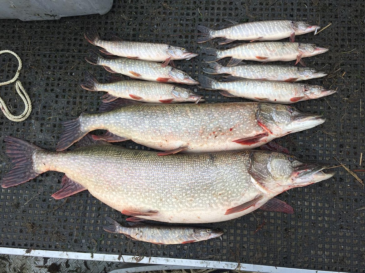 Northern pike from a variety of age classes that were caught last year in Lake Roosevelt, shows the population is growing.