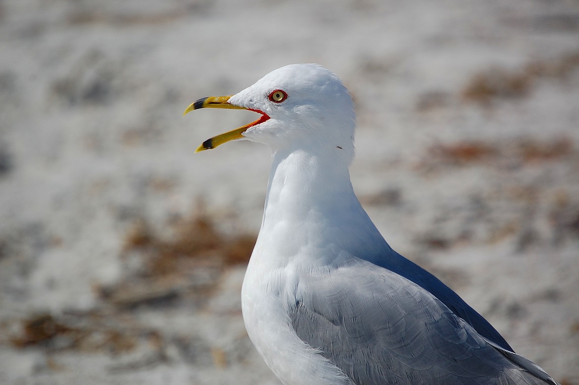 Ring billed gull. (Scott Kinsey photo)