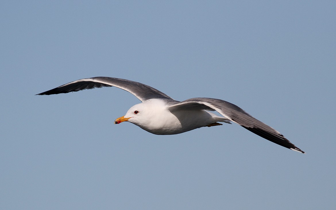 California gull. (Kevin McGowan photo)