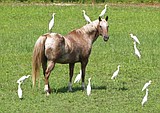 CRITTERS OF NORTH IDAHO: Appaloosa