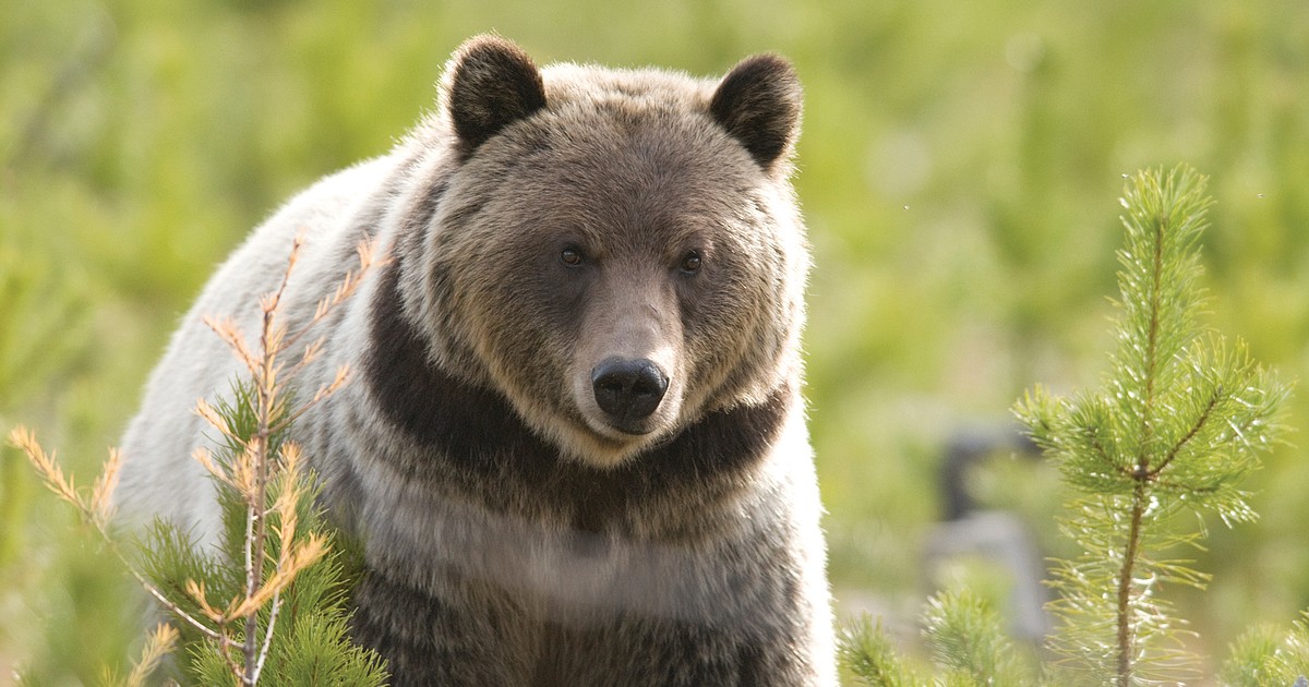 Grizzlies, tourists on collision course in bear country | Daily Inter Lake