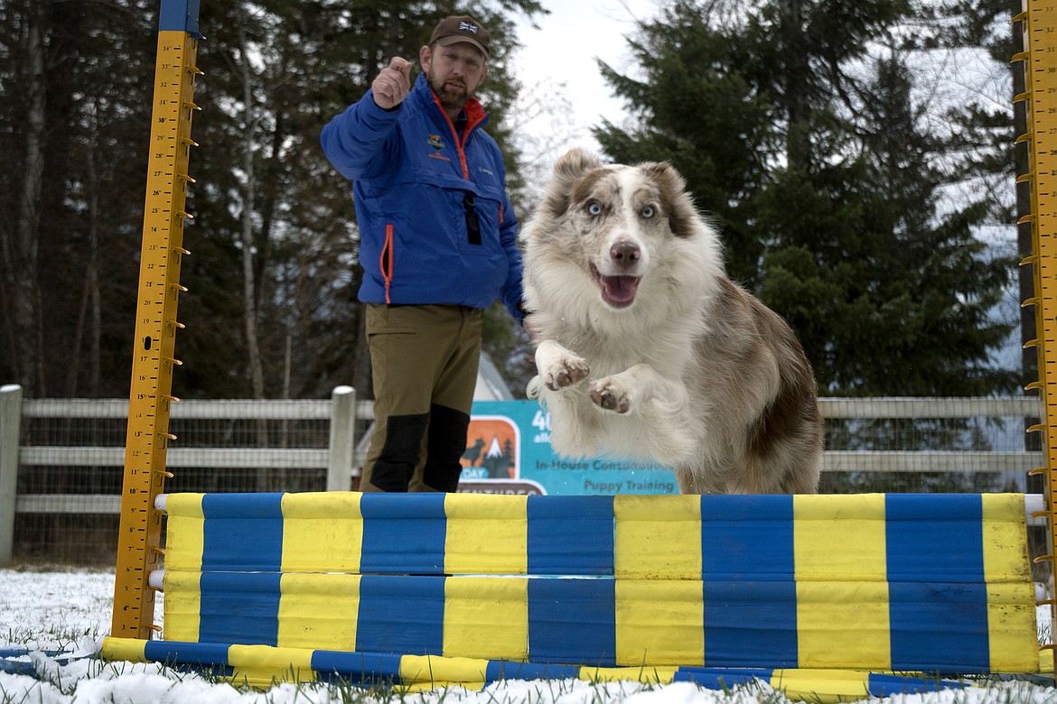 Neil Day of All Day Dog Adventures runs his dog Willow through the agility course Thursday. The company hosted its first group training class last week. (Jeremy Weber photo)