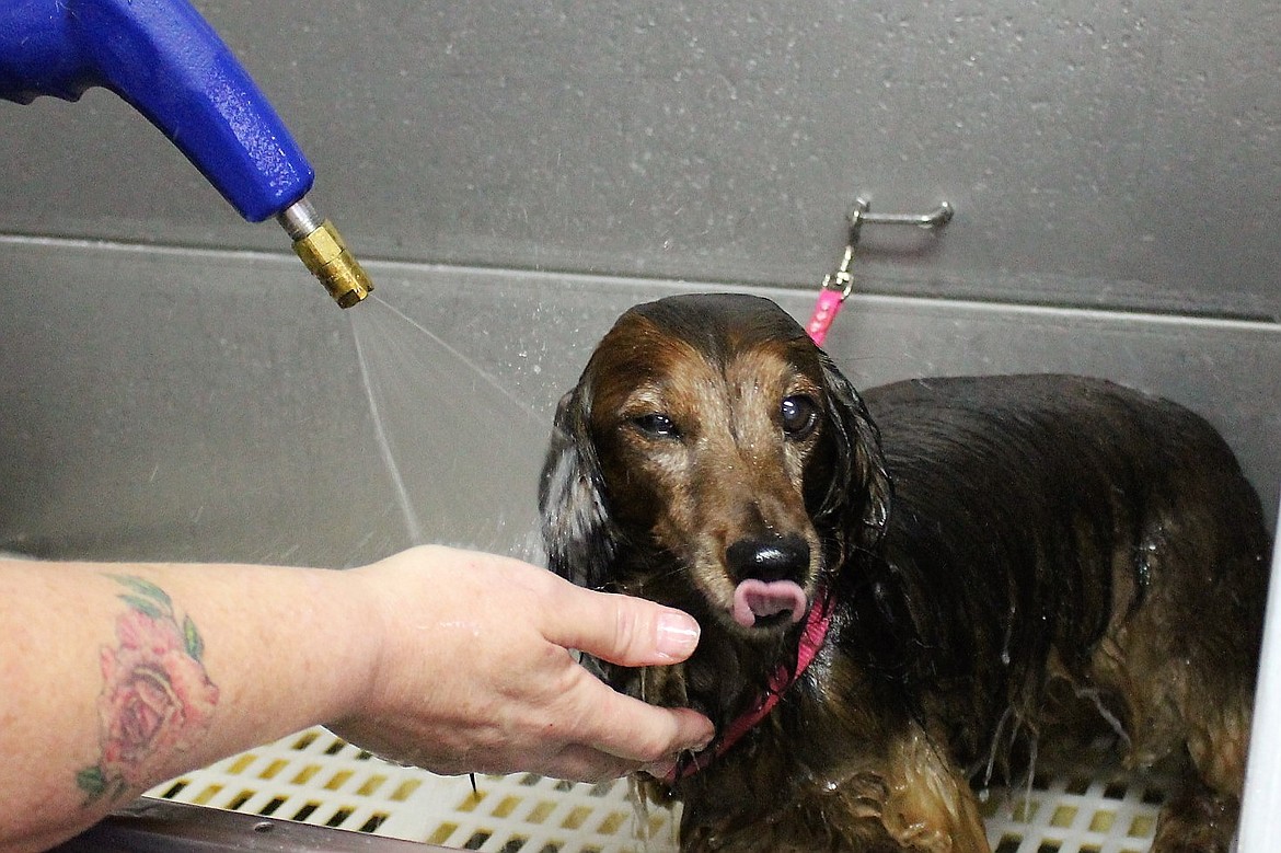 Moose, a long-haired dachshund, gets a shampoo at The Paw Spa located in Superior. Dogs should be shampooed about once every 4 to 6 weeks said shop owner, Leslie Heppe.