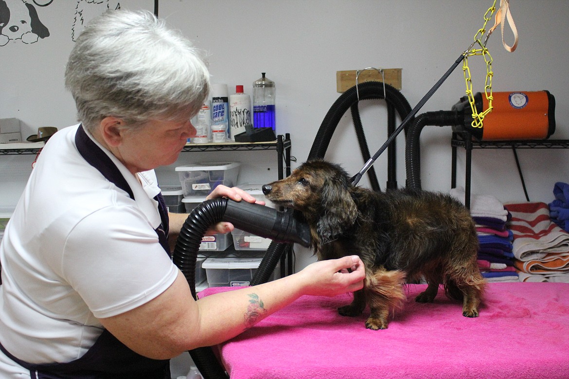 After his shampoo, Moose get&#146;s dried by The Paw Spa owner, Leslie Heppe in Superior. Heppe works on about one dog per hour and so she can take her time with each one to help alleviate their anxiety.