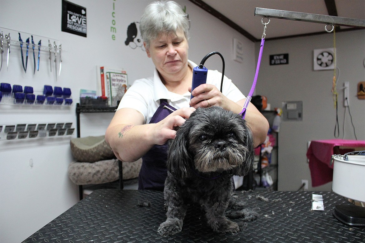 Ellie, an elderly shiatzu, gets a haircut by The Paw Spa owner, Leslie Heppe. Ellie&#146;s owners are heading to warmer temperatures in Arizona for the winter.