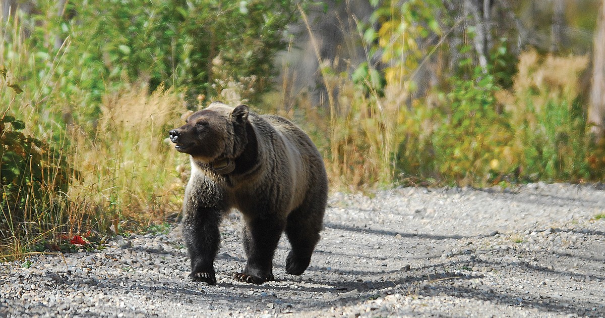 ZooMontana grizzly bear euthanized, News