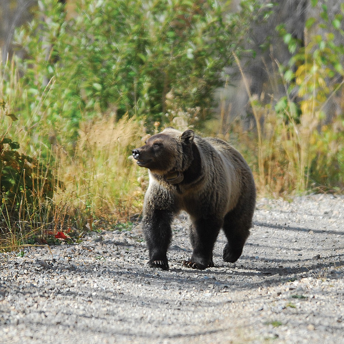 Wildlife officials kill dumpster-flipping grizzly near Whitefish