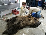 Grizzlies moving west into North Idaho and Washington