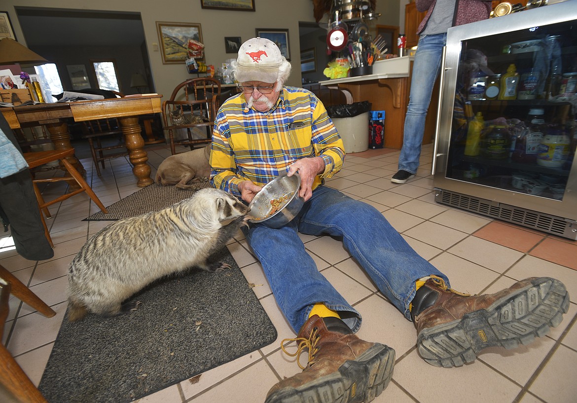 Gilbert the badger eats his dinner in the kitchen with his owner, Mac White, on the McFarland White Ranch in Two Dot, Mont.