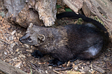 CRITTERS OF NORTH IDAHO: The Fisher