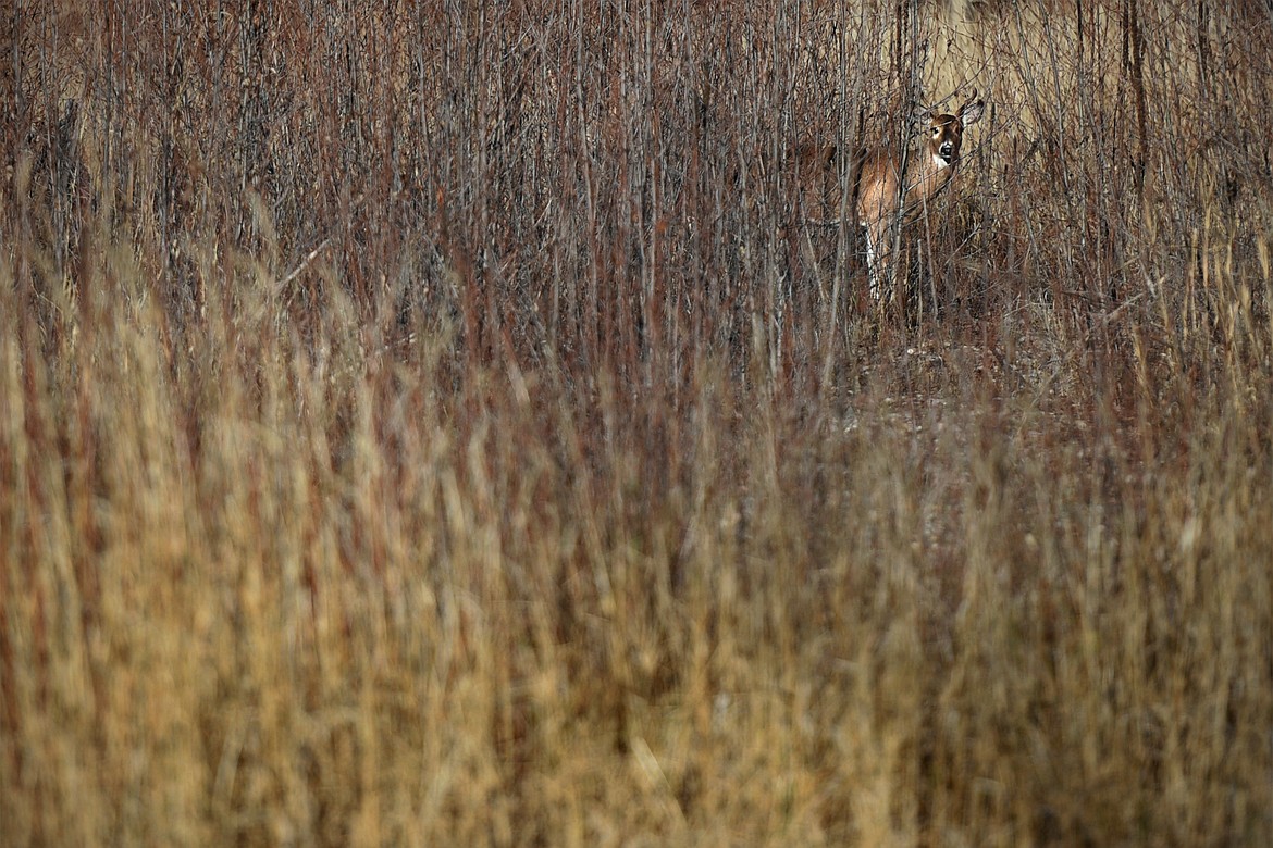 A deer grazes in a meadow at Lawrence Park in Kalispell on Tuesday, Nov. 20. (Casey Kreider/Daily Inter Lake)