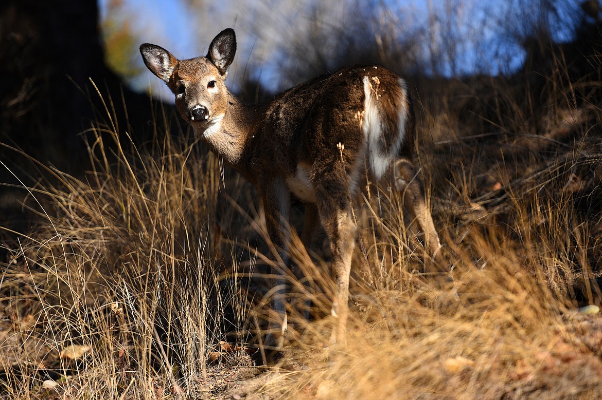 A deer grazes on a hillside at Lawrence Park in Kalispell on Tuesday, Nov. 20. (Casey Kreider/Daily Inter Lake)