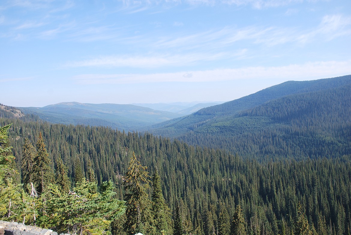 Photos by DON BARTLING
A sea of evergreen trees! (Looking north from the Canuck Basin overlook in north-east Boundary County.)