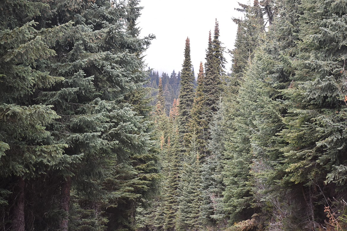 Evergreen trees abound in Boundary County. (Picture taken from Ball Creek Road in the Selkirk Mountains.)