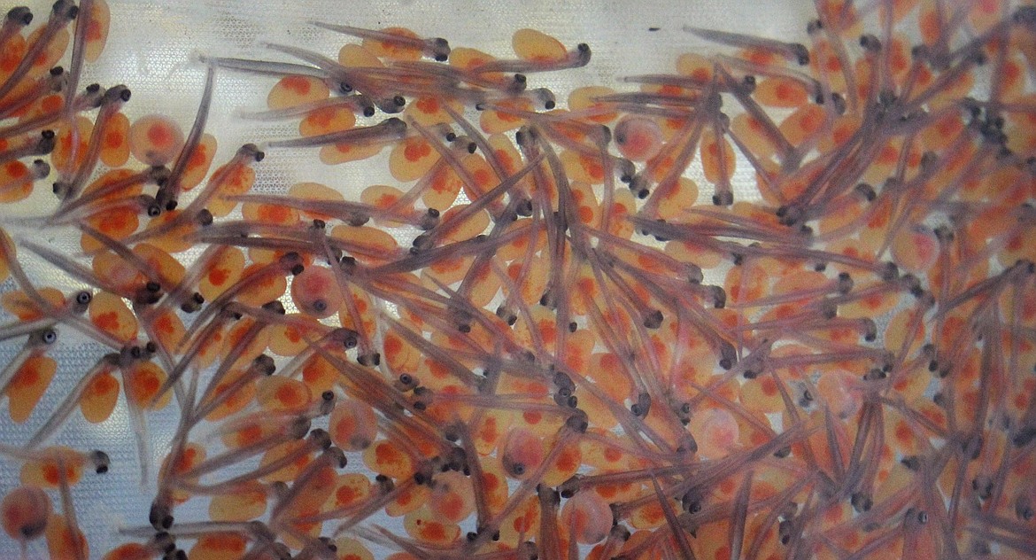 Around 250 alevin hatched as part of an aquatic science class at St. Regis High School. Alevin are newly spawned trout still carrying their yolk sac.