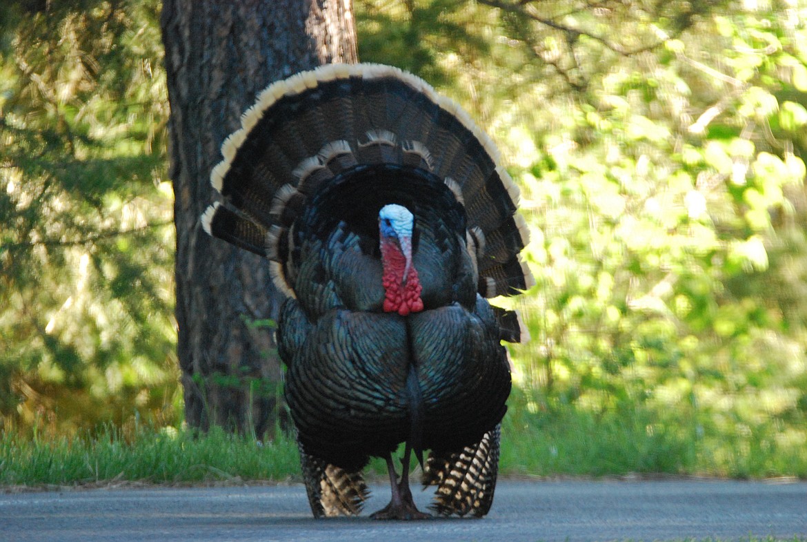 Photos by DON BARTLING
A male turkey, called a &#147;tom,&#148; stands about 3-4 feet tall and weighs about 20 pounds. He&#146;s a lanky-legged bird with a long neck and bare-skinned head, tinted during breeding season with alternate shades of red, white, and blue.