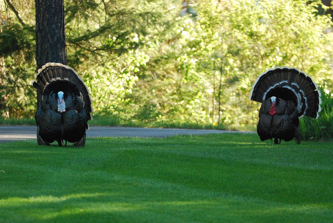 Two toms challenging each other. In the turkey world it is like &#147;the showdown at the O.K. Corral.&#148;