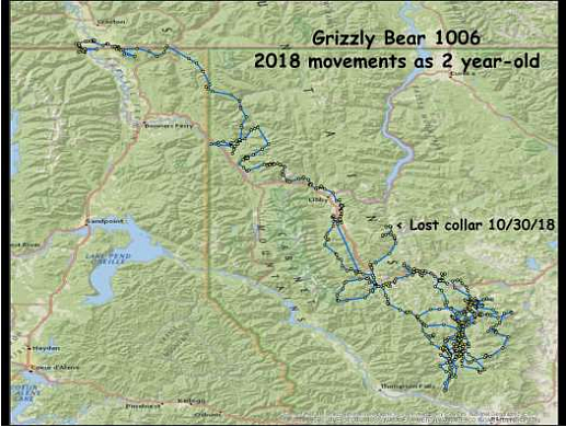 (Courtesy Photo)
Figure 4 Movements of 2 year-old male grizzly bear 1006 during 2018.