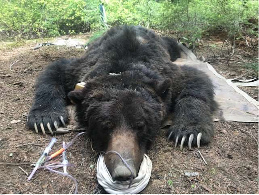 Courtesy photo
Figure 2. Male grizzly bear 1002 in the Selkirk Mountains of Washington, 2018.