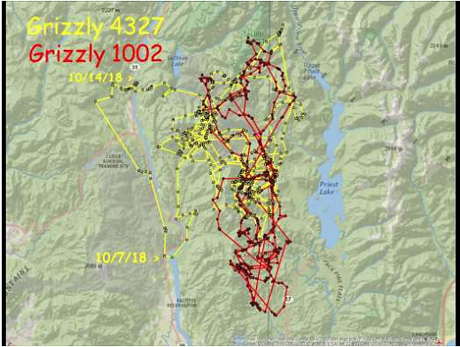 (Courtesy Photo)
Figure 3 Radio locations from male Selkirk grizzly bears during 2018.