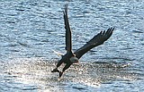 Eagle count will likely push record