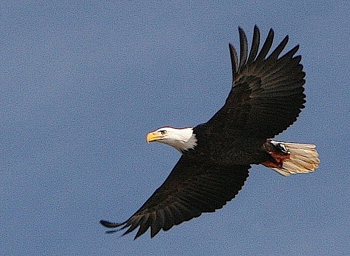 An eagle checks out Lake Coeur d'Alene for spawning kokanee salmon on Nov. 18. One Bureau of Land Management theory on why there are more eagles at the lake this year is a possible declining food source on Lake Pend Oreille. (BRIAN WALKER/Press)