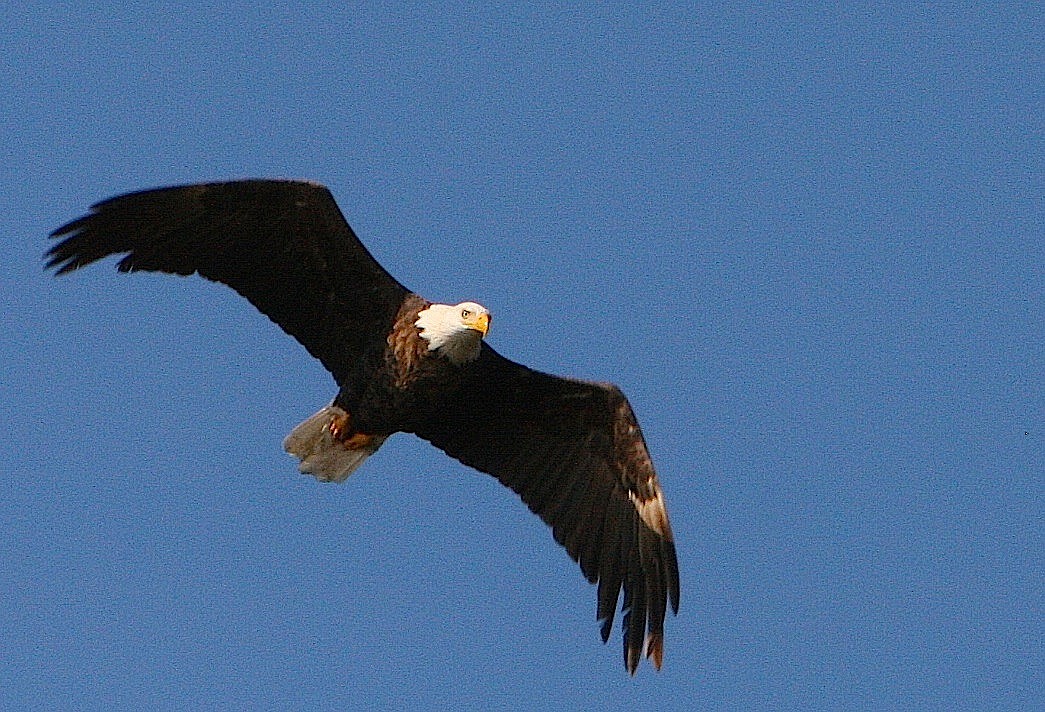 An eagle flies above Lake Coeur d'Alene on Nov. 18 in search of spawning kokanee salmon. The Bureau of Land Management on Thursday counted 343 total eagles on the lake, which is on pace to break last year's record of 383. (BRIAN WALKER/Press)