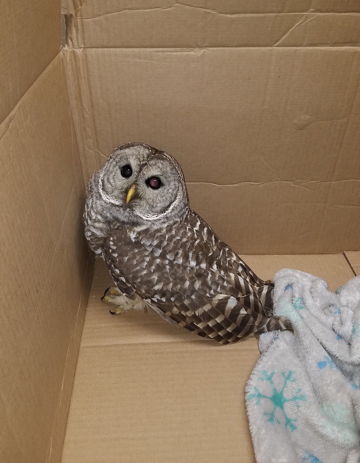 This young barred owl collided with Post Falls resident Laura Sable's vehicle on Nov. 13. She rescued it from the side of the road and got it to law enforcement and then Birds of Prey Northwest, where it spent about a month healing in the North Idaho nonprofit's facility. It was released back into the wild Friday morning. It is seen here about two hours after sustaining the injuries. (Courtesy photo)