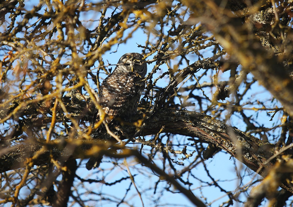 A young owl that flew into Laura Sable's front fender about three weeks ago has been in the care of Birds of Prey Northwest. The barred owl was rehabbed and returned to the wild near Laura's house in Post Falls on Friday. (LOREN BENOIT/Press)