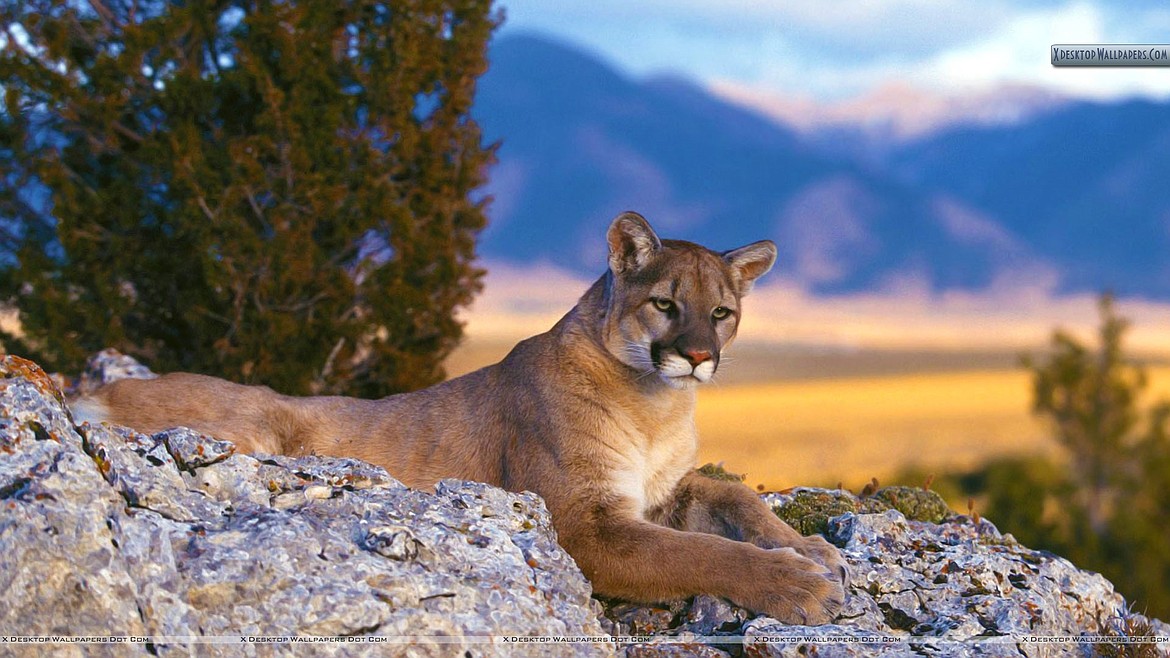 GOOGLE IMAGES
Mountain lions (cougars) in North and South America are loners, rarely interfacing with humans and may be endangered.