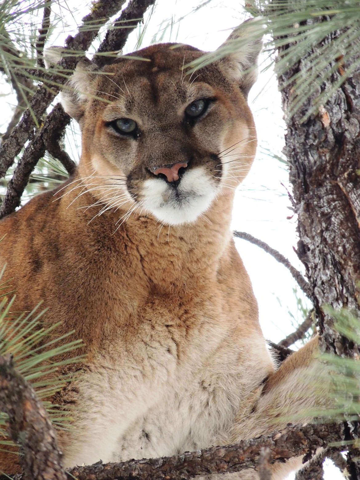Montana Fish, Wildlife and Parks is seeking funding for a study to examine the mountain lion population in the state. (Fish. Wildlife &amp; Parks photo)