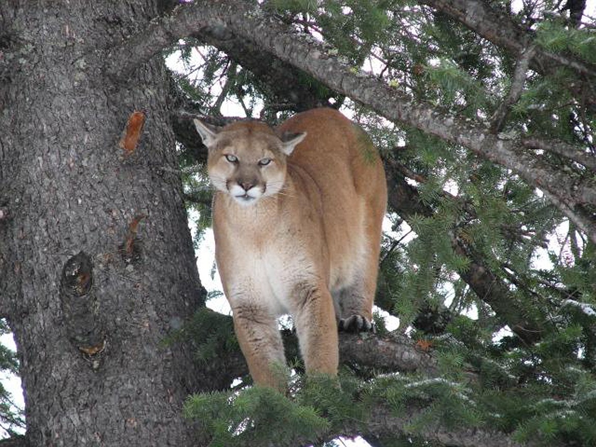 Montana Fish, Wildlife &amp; Parks wants to do a study that would help it have a better idea of how many mountain lions live in the state. (Fish. Wildlife &amp; Parks photo)
